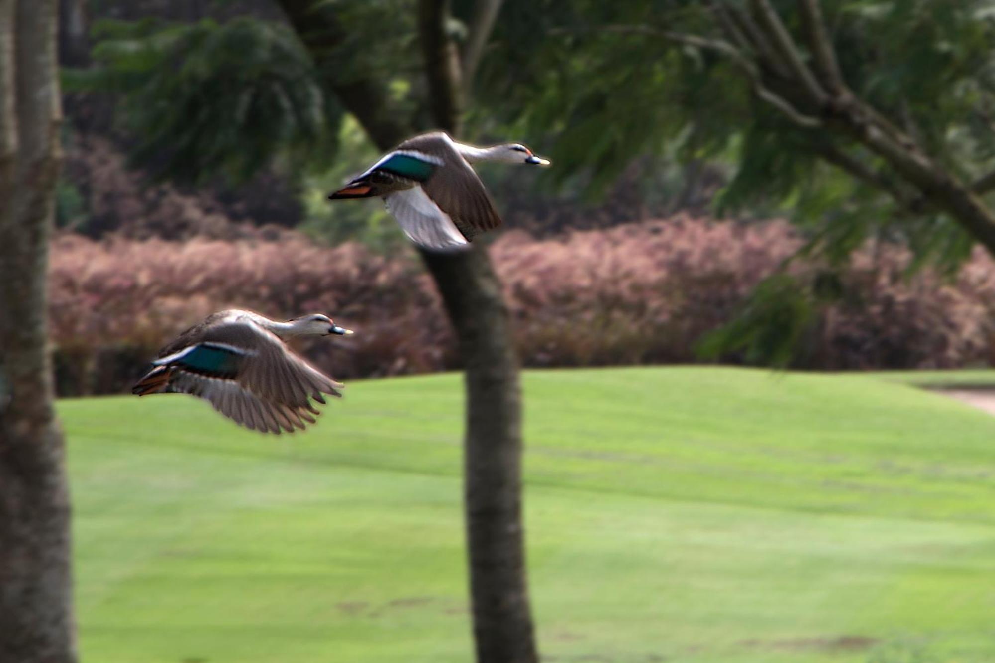 Oxford Golf Resort Pirangut Esterno foto
